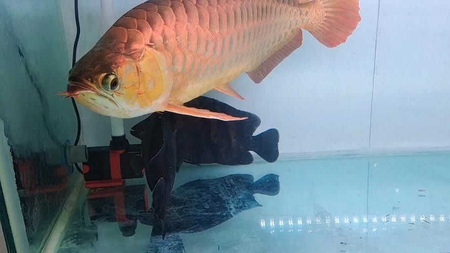 金龍魚為何貴