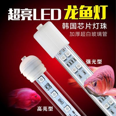 龍魚什么時候不用加熱棒：龍魚養殖溫度控制技巧,不同季節養龍魚注意事項 龍魚什么時候不用加熱棒：龍魚養殖溫度控制技巧,不同季節養龍魚注意事項 龍魚百科 第1張
