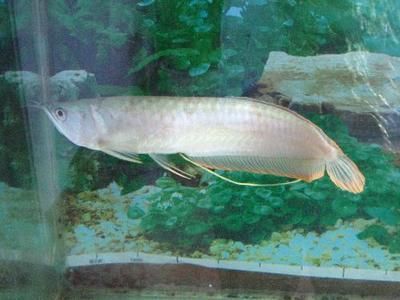 龍魚吞了異物怎么辦：龍魚吃了異物怎么辦 龍魚吞了異物怎么辦：龍魚吃了異物怎么辦 龍魚百科