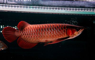要鑒別印尼超血紅龍魚，可以參考以下幾個方面：：如何鑒別印尼超血紅龍魚？