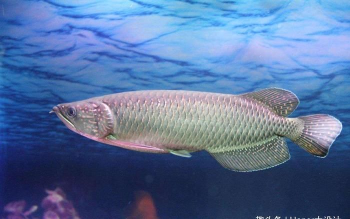 龍魚可食用嗎：龍魚在什么情況下可以食用？