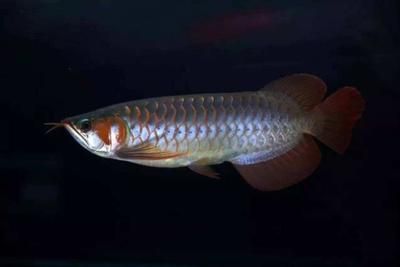龍魚可食用嗎：龍魚在什么情況下可以食用？