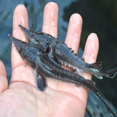 龍魚可食用嗎：龍魚在什么情況下可以食用？