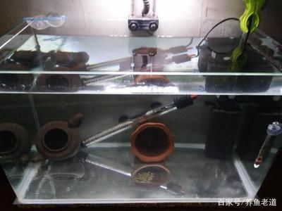 紅龍魚混養最佳幾條魚缸好：紅龍魚單養還是加配魚