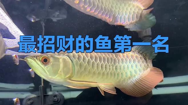 招財龍魚的市場價格趨勢如何？