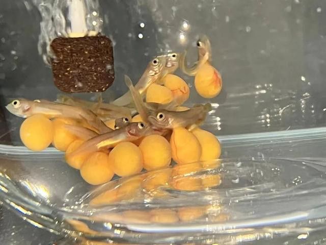 金龍魚小時(shí)候長(zhǎng)什么樣子圖片視頻