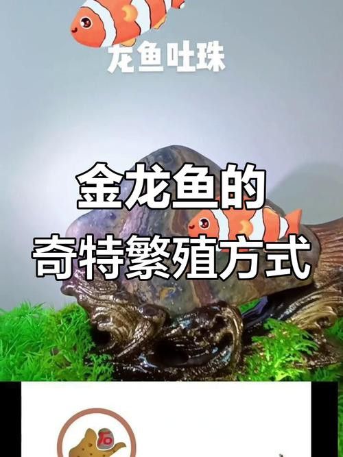 金龍魚小時(shí)候長(zhǎng)什么樣子圖片視頻