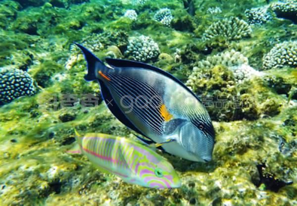 沙龍魚（沙光魚、沙丁魚和沙鉆魚的功效與作用與作用如下表所示）