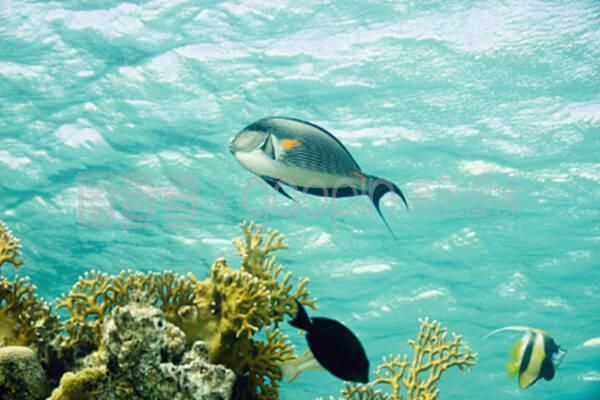 沙龍魚（沙光魚、沙丁魚和沙鉆魚的功效與作用與作用如下表所示）