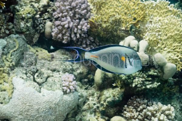 沙龍魚（沙光魚、沙丁魚和沙鉆魚的功效與作用與作用如下表所示）