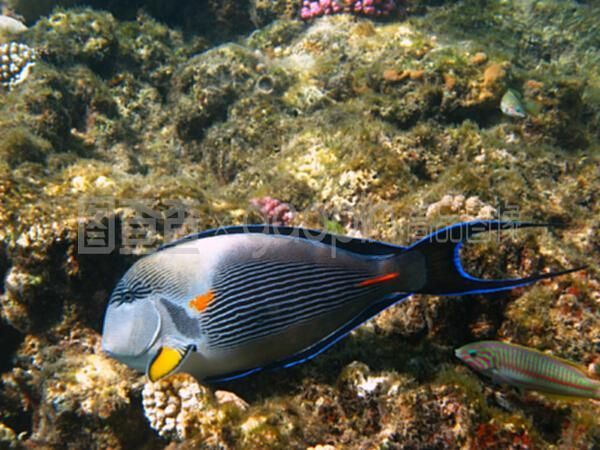 沙龍魚（沙光魚、沙丁魚和沙鉆魚的功效與作用與作用如下表所示）