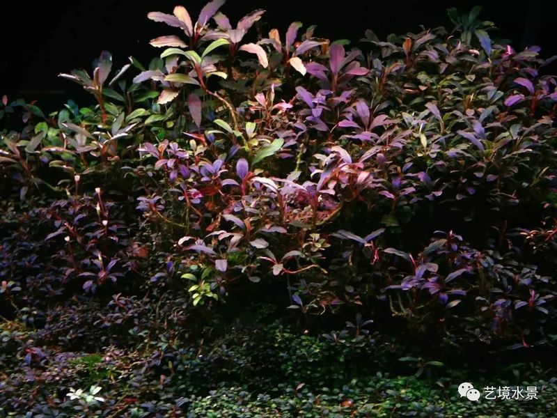 辣椒紅龍發色尷尬期如何處理？