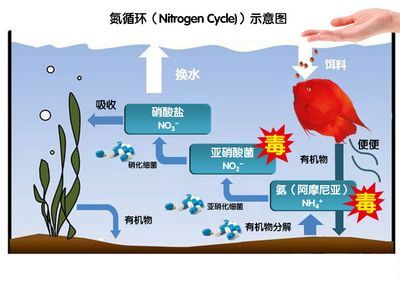 龍魚糞便的正常形態是怎樣的？：\"正常龍魚糞便圖\"