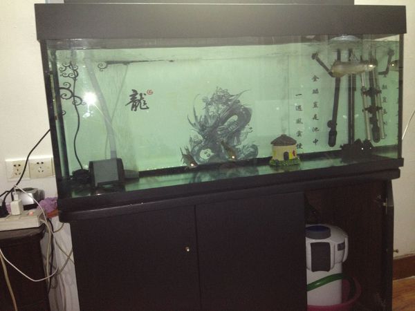 龍魚糞便的正常形態是怎樣的？：\"正常龍魚糞便圖\"