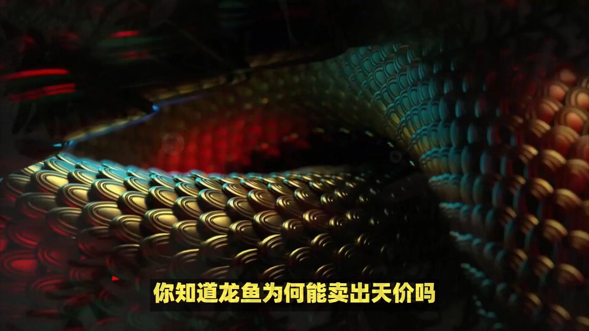 金頭金龍魚和普通過背金龍的價格差異大嗎？