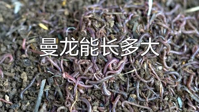 藍黃曼龍魚能長多大