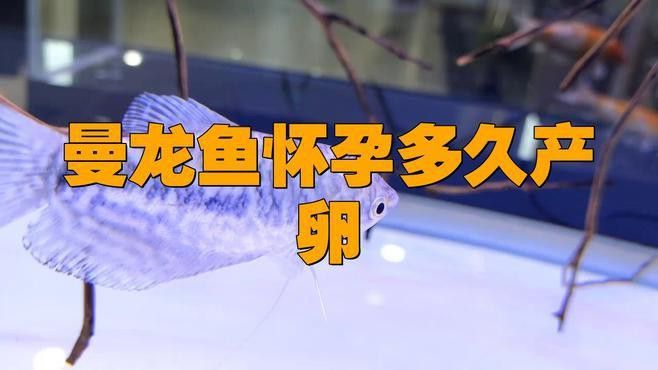 藍黃曼龍魚能長多大
