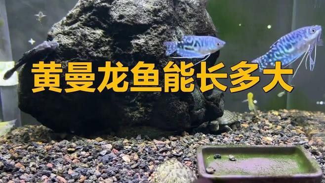 藍黃曼龍魚能長多大