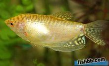 藍黃曼龍魚能長多大