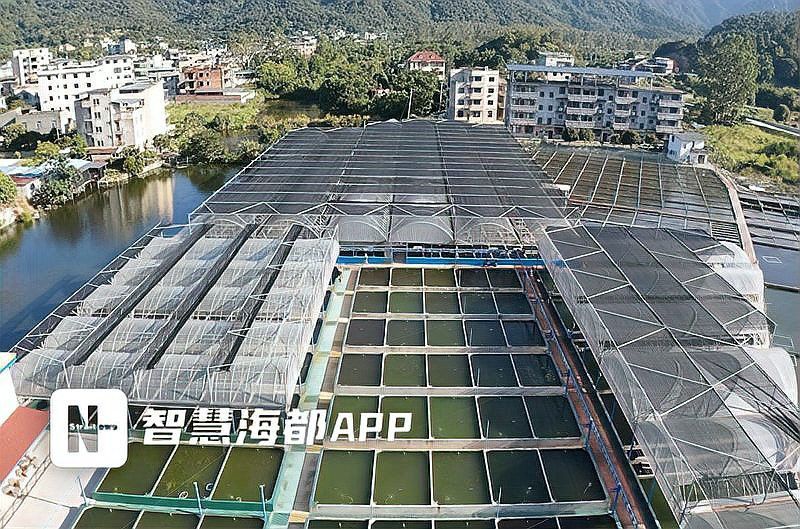 金龍魚的生長速度