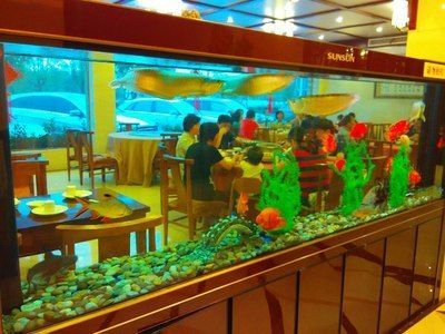 龍魚之家店的員工情況如何？：關(guān)于龍魚之家店員工的一些情況 龍魚之家店的員工情況如何？：關(guān)于龍魚之家店員工的一些情況 龍魚百科 第2張