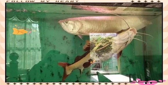 銀龍魚最大有多大