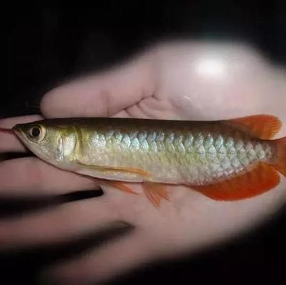 龍魚為什么會咬自己的尾巴呢：探索龍魚咬尾巴之謎