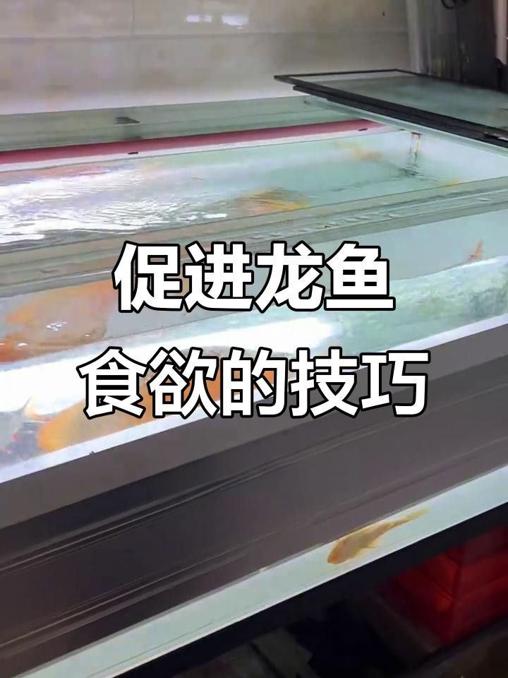 哪些藥物可以治療龍魚弓背？