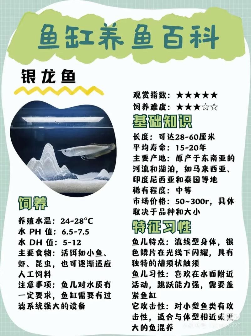 銀龍魚價格多少錢一只可以吃的魚 銀龍魚價格多少錢一只可以吃的魚 龍魚百科 第4張