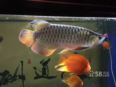 家養什么龍魚好養（什么品種的龍魚好養）