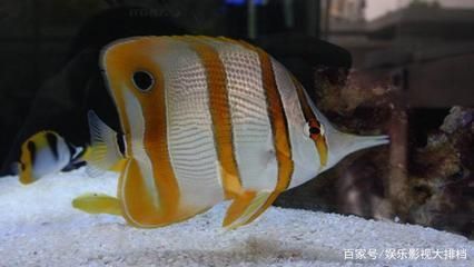 皇家火箭魚水族箱布置技巧：皇家火箭魚水族箱的布置技巧