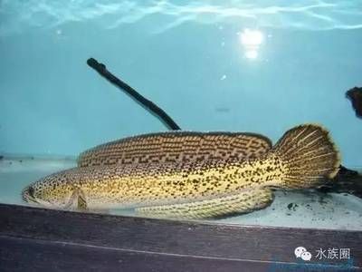 最貴的龍魚多少錢一只：探討最貴的雷龍魚品種排名，巴卡雷龍魚是最貴的一個(gè)品種