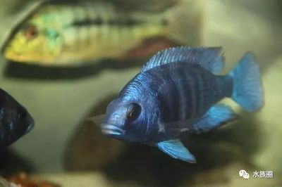 家里養什么龍魚比較好（做生意養什么龍魚好） 家里養什么龍魚比較好（做生意養什么龍魚好） 龍魚百科 第1張