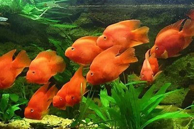 家里養什么龍魚比較好（做生意養什么龍魚好） 家里養什么龍魚比較好（做生意養什么龍魚好） 龍魚百科 第2張