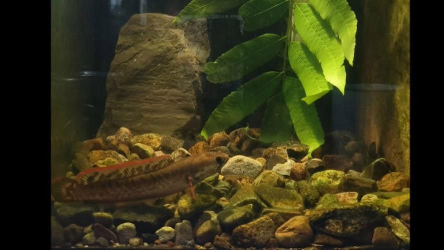 雷龍魚小缸造景圖