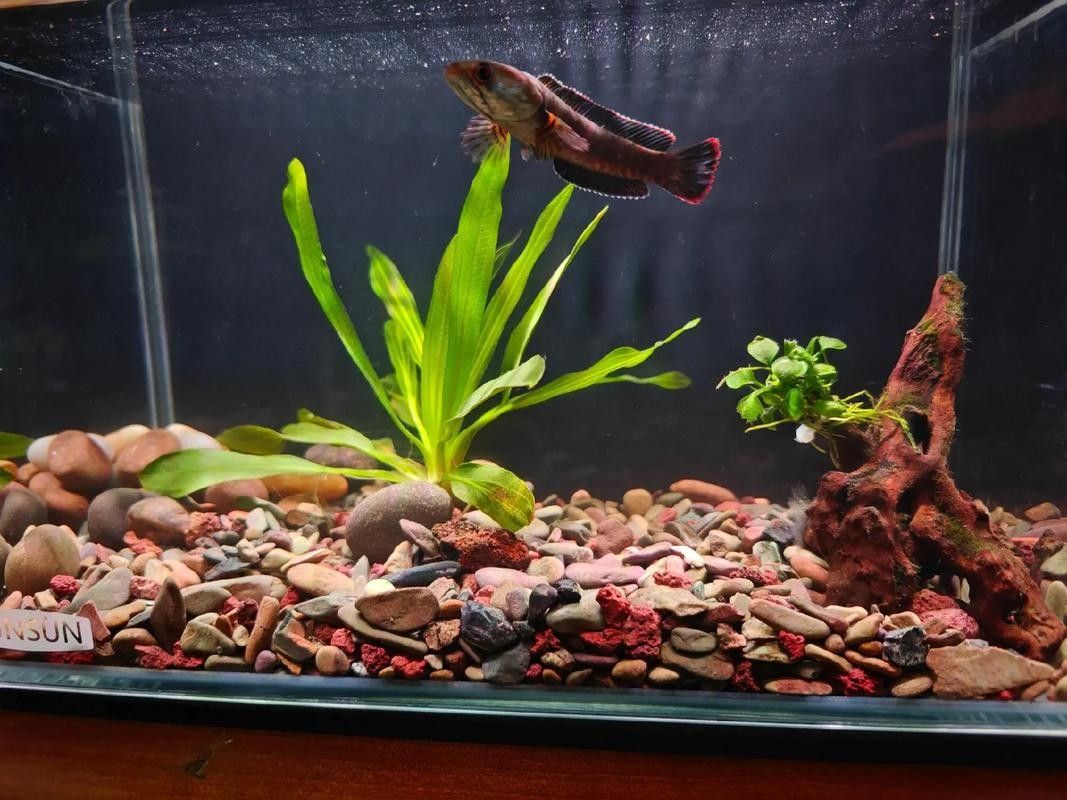 雷龍魚小缸造景圖