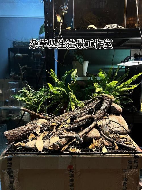 雷龍魚小缸造景圖