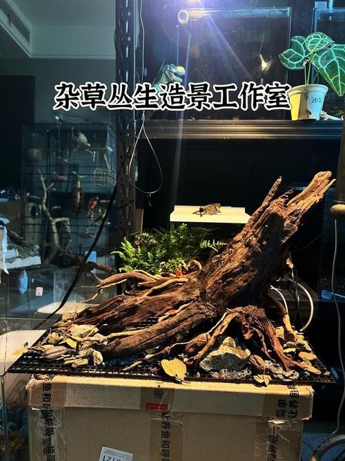 雷龍魚小缸造景圖