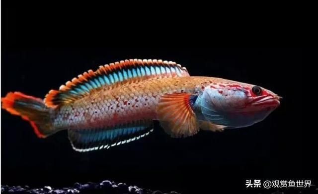夢幻雷龍魚最大能長多少米啊（夢幻雷龍魚的最大體長） 夢幻雷龍魚最大能長多少米啊（夢幻雷龍魚的最大體長） 龍魚百科 第1張