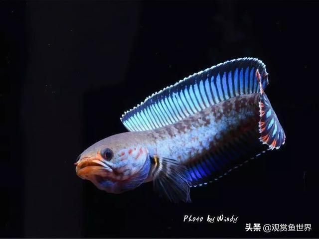 夢幻雷龍魚最大能長多少米啊（夢幻雷龍魚的最大體長） 夢幻雷龍魚最大能長多少米啊（夢幻雷龍魚的最大體長） 龍魚百科 第4張