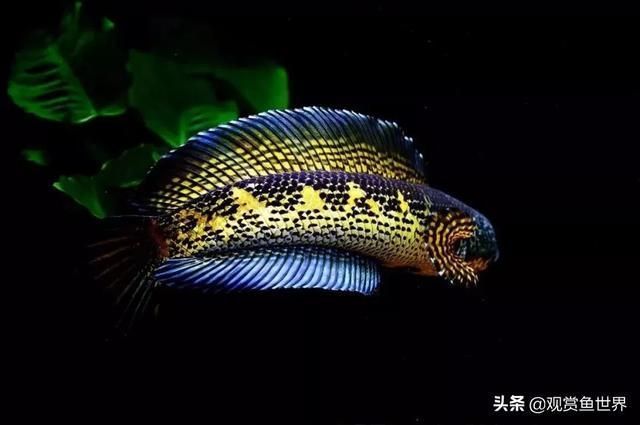 夢幻雷龍魚最大能長多少米啊（夢幻雷龍魚的最大體長） 夢幻雷龍魚最大能長多少米啊（夢幻雷龍魚的最大體長） 龍魚百科 第3張