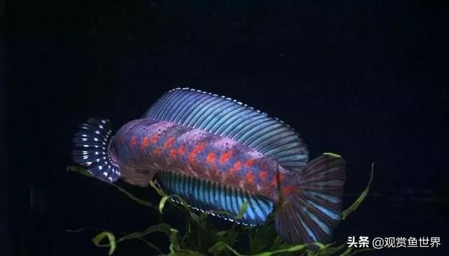 夢幻雷龍魚最大能長多少米啊（夢幻雷龍魚的最大體長） 夢幻雷龍魚最大能長多少米啊（夢幻雷龍魚的最大體長） 龍魚百科 第5張