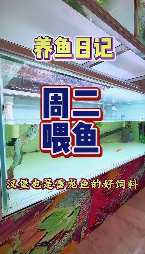 龍魚(yú)吃魚(yú)糧嗎會(huì)死嗎圖片大全
