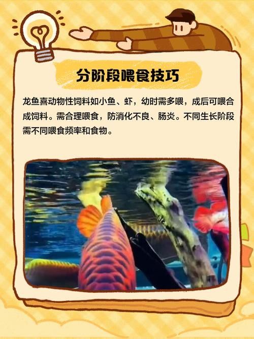 龍魚(yú)吃魚(yú)糧嗎會(huì)死嗎圖片大全