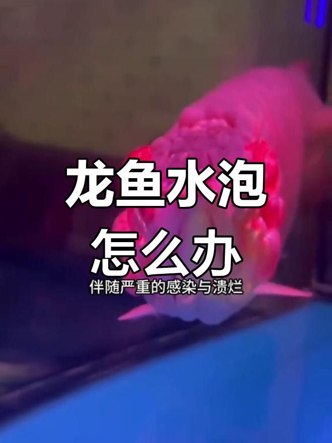 如何預防龍魚水泡病？ 如何預防龍魚水泡病？ 龍魚百科 第3張