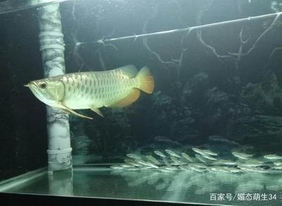 龍魚掉眼是怎么回事：龍魚掉眼與水質關系，龍魚掉眼的原因及應對措施