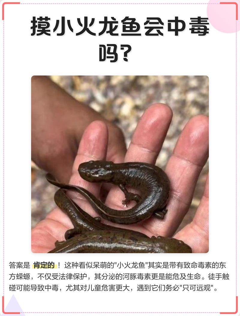 人工養殖火龍魚有毒嗎