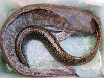 龍魚脊背發黑：龍魚脊背發黑怎么辦