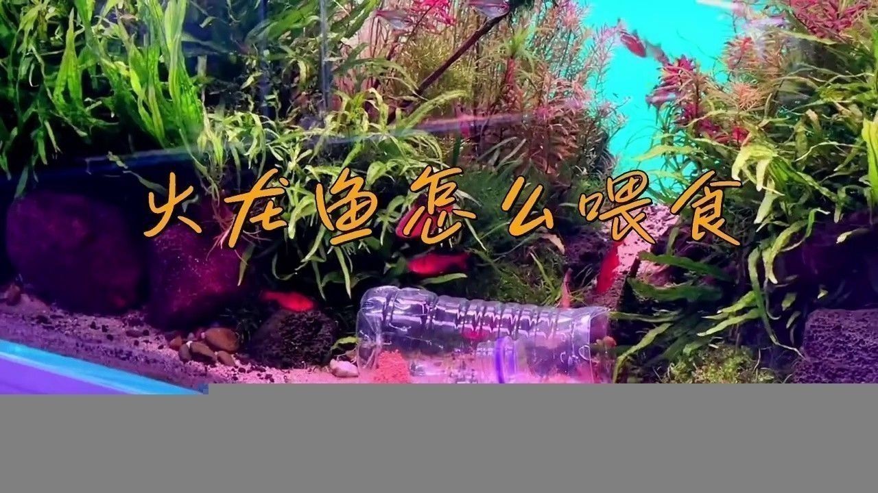 大火龍魚怎么養(yǎng)