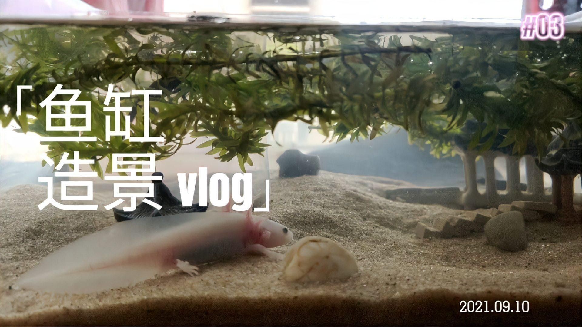 大火龍魚怎么養(yǎng)
